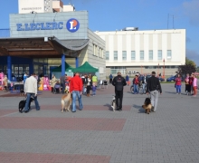 Pokaz